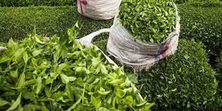 خرید تضمینی بیش از 110 هزار تن برگ سبز چای