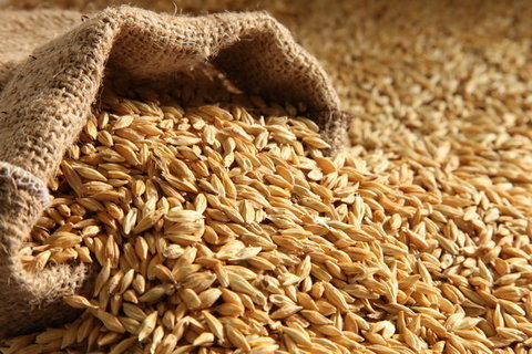 تولید ۳۸۰ هزار تن بذر گندم در سال ۹۹