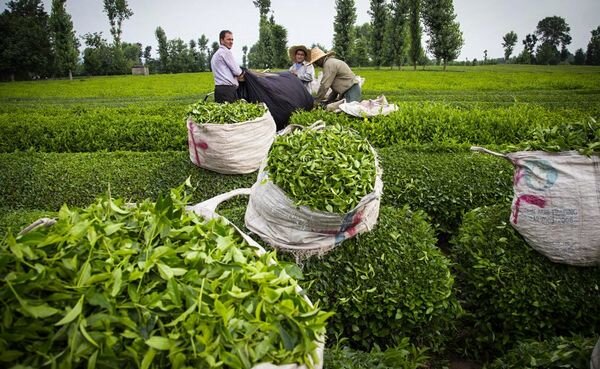 مطالبات پرداخت نشده چایکاران از سوی کارخانه‌های چایسازی