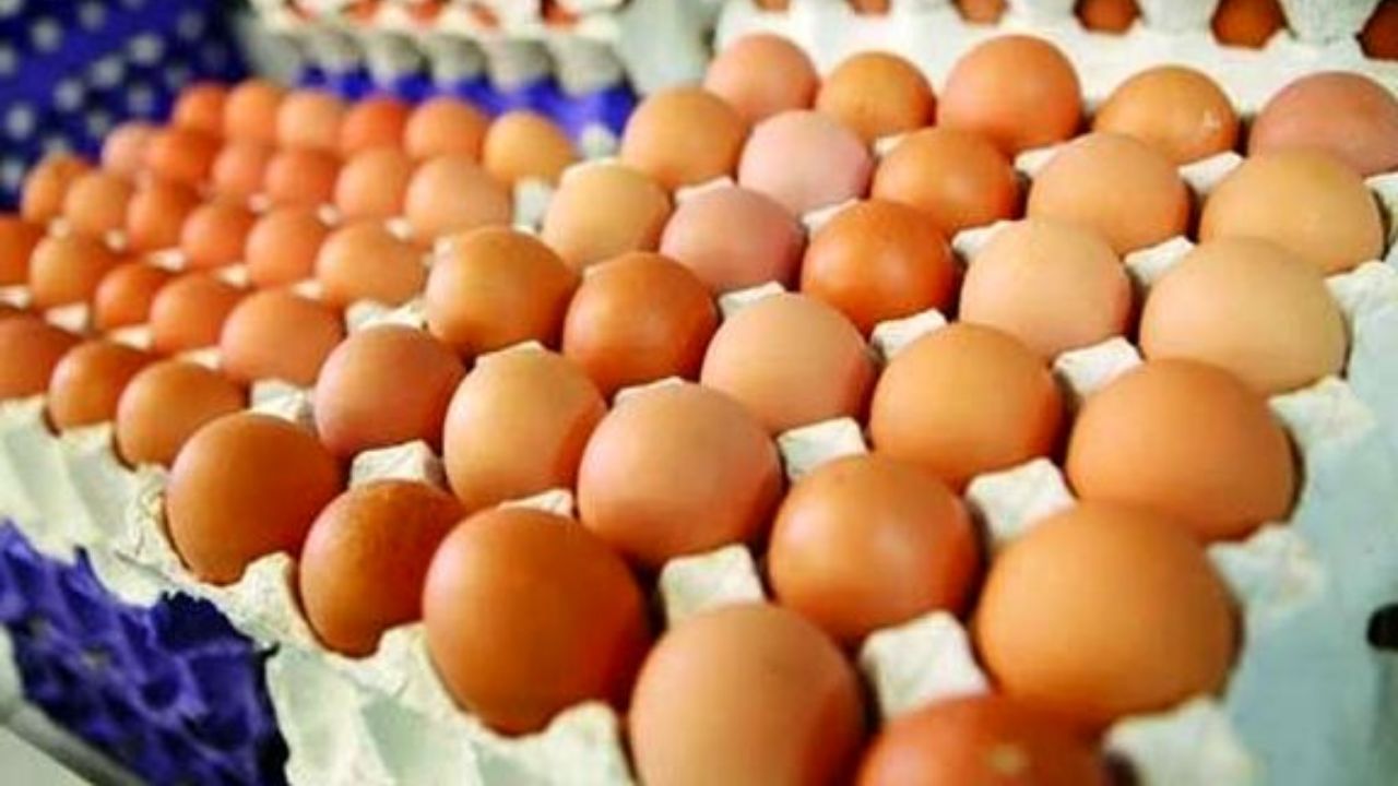 افزایش قیمت تخم مرغ نتیجه کشتار مرغ‌هاست