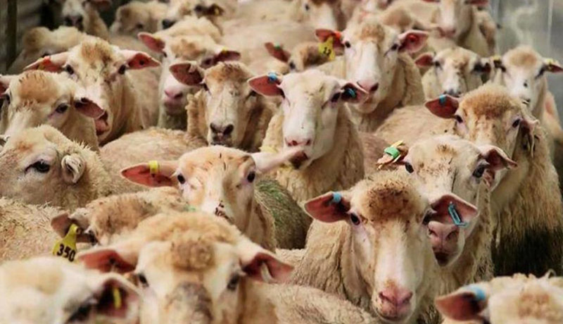 قیمت گوسفند در عید قربان چقدر شد؟