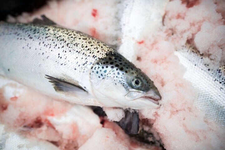 قیمت انواع ماهی در آخرین روز مرداد1400