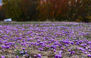 زعفران را در بورس کالا بخرید