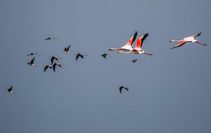 فصل مهاجرت پرندگان و سه چالش زیست‌محیطی