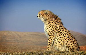 ۱۳ نکته درباره گونه‌های در خطر انقراض در ایران