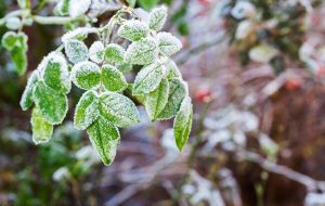 ۱۰ توصیه مهم هواشناسی به کشاورزان برای مواجهه با سرما