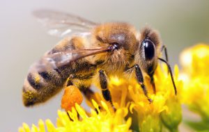 زنبور عسل در افزایش تولید محصولات زراعی موثر است
