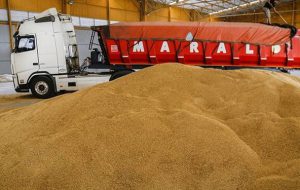 3 میلیون و 400 هزار تن گندم از کشاورزان خریداری شد