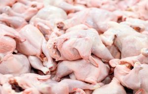 بازار مرغ متأثر از نبود مدیریت موفق است