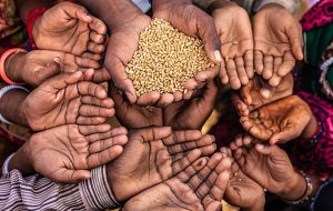 کمبود برنج تهدیدی برای امنیت غذایی جهان