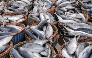 سرانه مصرف ماهی در کشور  پایین است