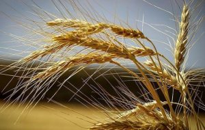 قیمت گندم بالاتر از قیمت جهانی تعیین شد