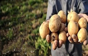 اخذ عوارض ۶۰ درصدی برای صادرات سیب زمینی