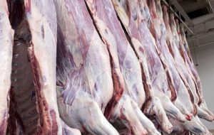 افزایش قیمت گوشت مرغ