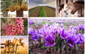 رشد ۲۸درصدی صادرات محصولات کشاورزی در سه ماهه اول سال