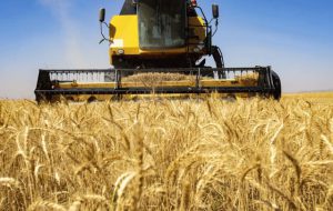 خرید تضمینی گندم نسبت به سال گذشته ۴.۵ درصد رشد داشته است