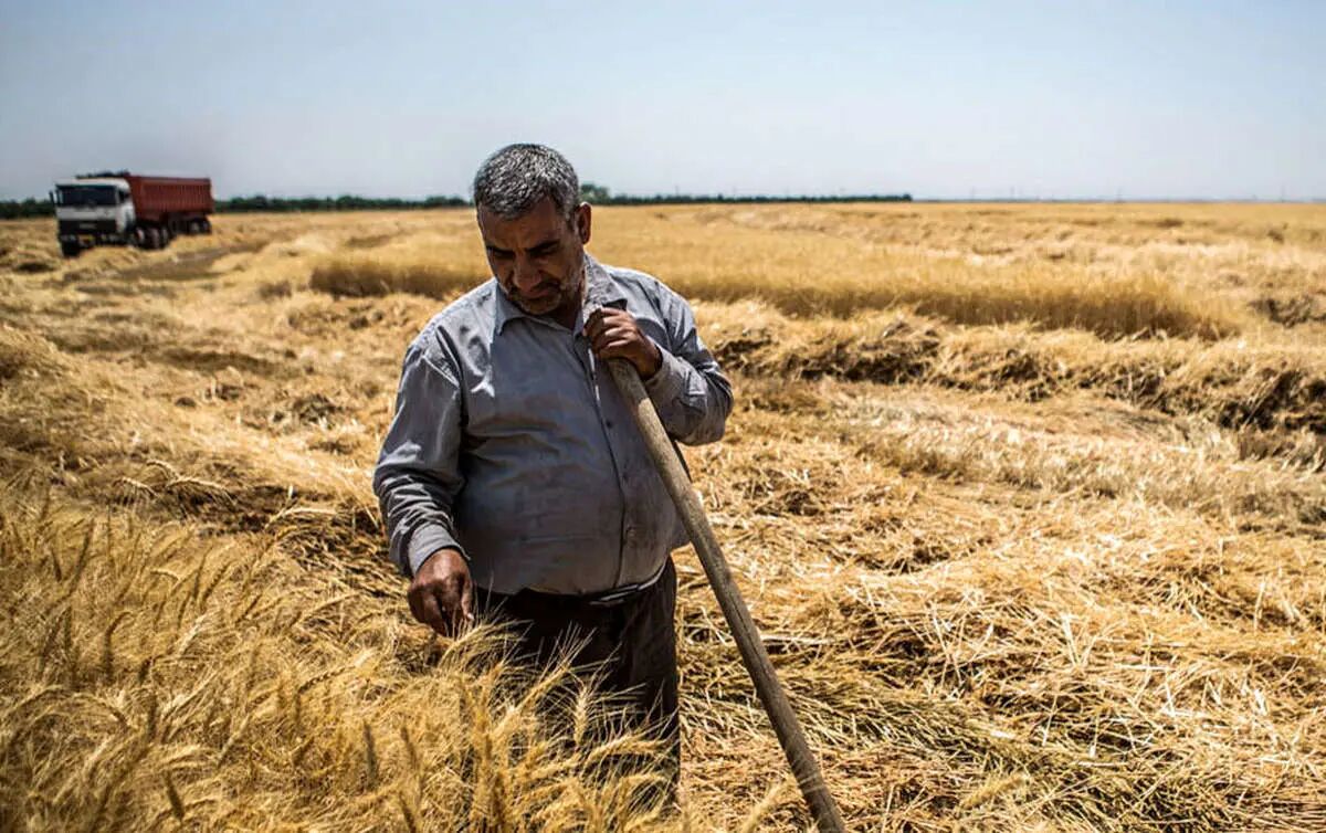 اصفهان بیشترین رشد خرید گندم را ثبت کرد
