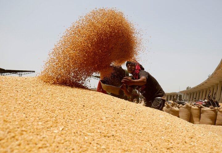 ۶.۳ میلیون تن گندم از کشاورزان خرید تضمینی شده است